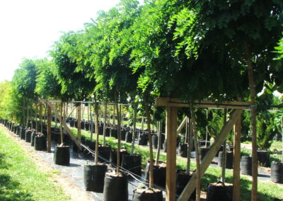 ROB PSE MOP TOP 1.5M